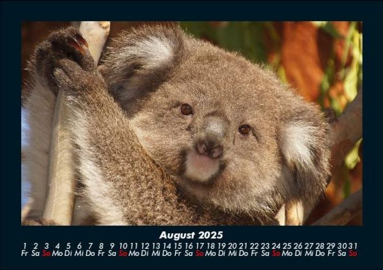 Produktbild: Koala 2025 Fotokalender DIN A5