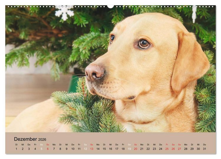 Produktbild: Labrador Retriever unsere Freunde (hochwertiger Premium Wandkalender 2026 DIN A2 quer), Kunstdruck in Hochglanz