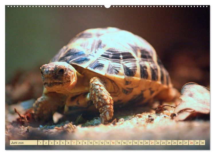 Produktbild: Schildkr&ouml;ten - Gepanzerte Urzeitwesen (hochwertiger Premium Wandkalender 2026 DIN A2 quer), Kunstdruck in Hochglanz