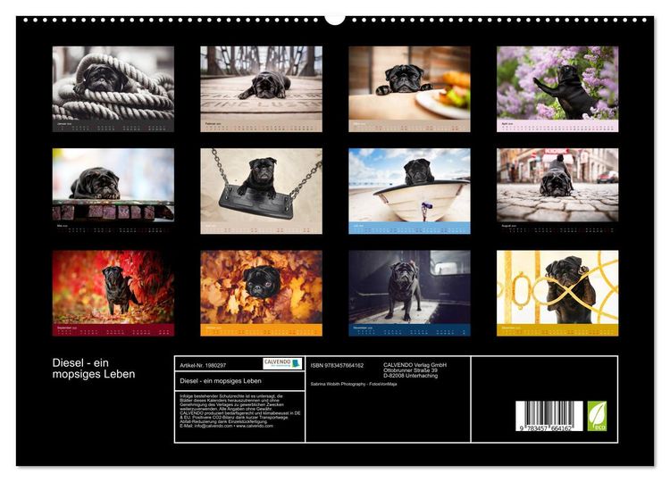 Produktbild: Diesel - ein mopsiges Leben (hochwertiger Premium Wandkalender 2026 DIN A2 quer), Kunstdruck in Hochglanz