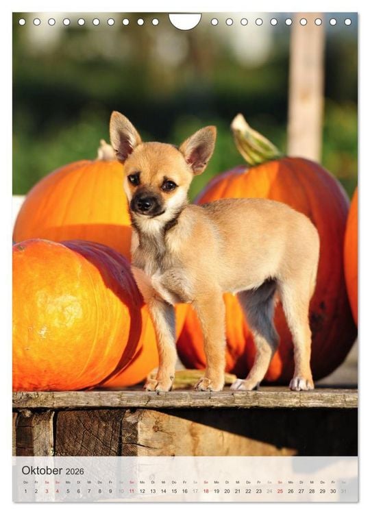 Produktbild: Hundepers&ouml;nlichkeiten (Wandkalender 2026 DIN A4 hoch), CALVENDO Monatskalender