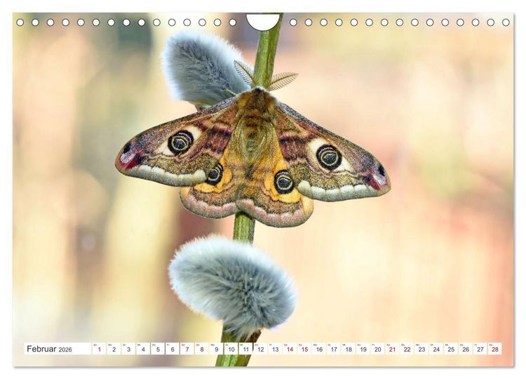 Produktbild: Nachtfalter - heimlich unterwegs, aber unheimlich sch&ouml;n (Wandkalender 2026 DIN A4 quer), CALVENDO Monatskalender