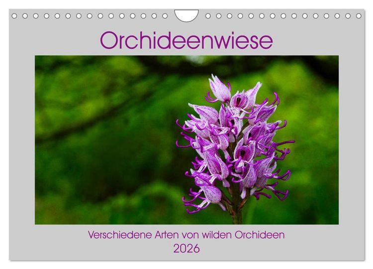 Produktbild: Orchideenwiese 2026 (Wandkalender 2026 DIN A4 quer), CALVENDO Monatskalender