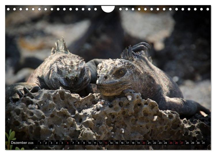 Produktbild: Leguane auf Galapagos (Wandkalender 2026 DIN A4 quer), CALVENDO Monatskalender