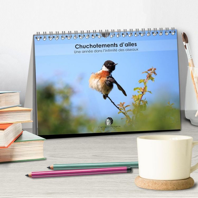 Produktbild: Chuchotements d'ailes - Une ann&eacute;e dans l'intimit&eacute; des oiseaux (Calendrier de bureau 2026 DIN A5 vertical), CALVENDO calendrier mensuel