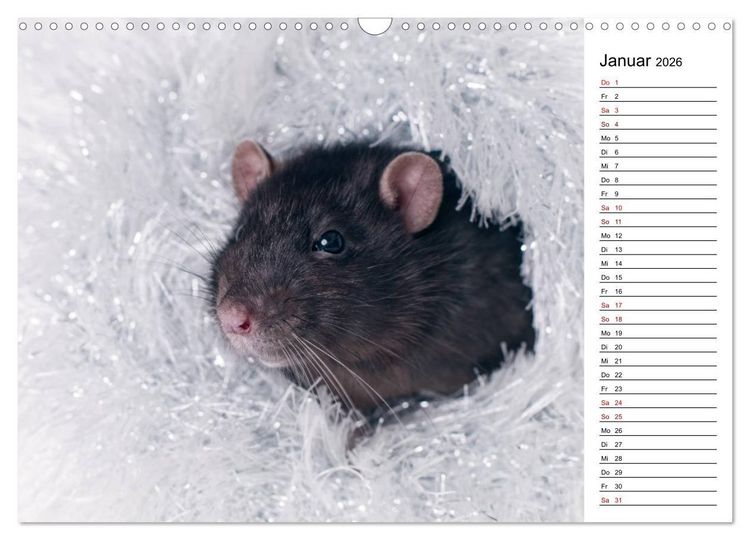 Produktbild: Ratten. Kleine Nager, gro&szlig;es Herz. (Wandkalender 2026 DIN A3 quer), CALVENDO Monatskalender