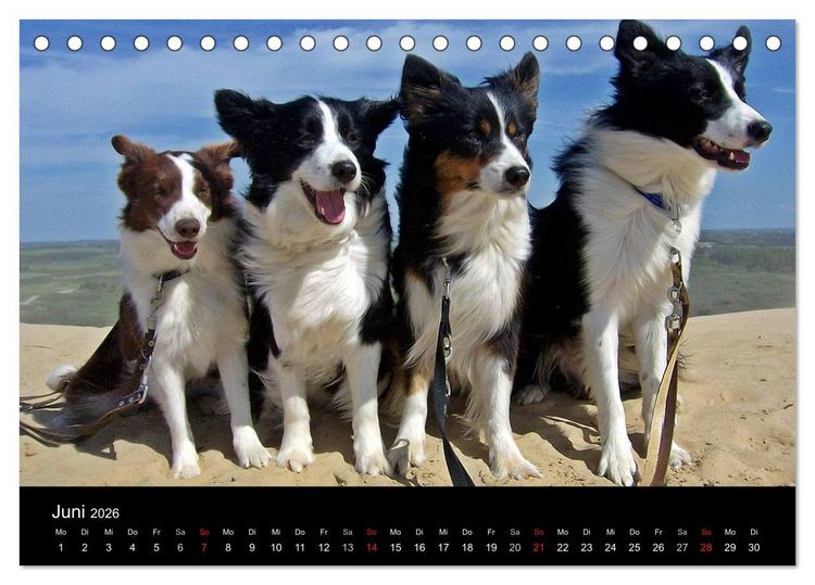 Produktbild: Border Collies machen Urlaub in D&auml;nemark (Tischkalender 2026 DIN A5 quer), CALVENDO Monatskalender
