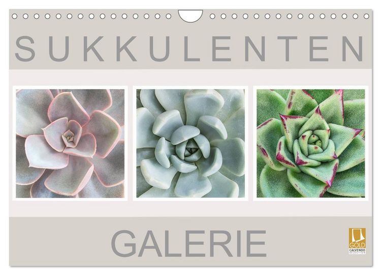 Produktbild: Sukkulenten Galerie (Wandkalender 2026 DIN A4 quer), CALVENDO Monatskalender