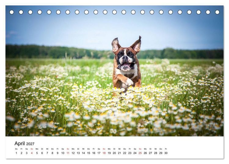 Produktbild: Deutscher Boxer (Tischkalender 2027 DIN A5 quer), CALVENDO Monatskalender
