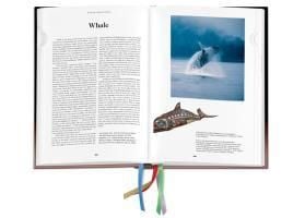 Produktbild: Das Buch der Symbole