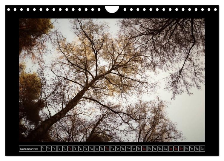 Produktbild: Der Reichswald bei Kleve (Wandkalender 2026 DIN A4 quer), CALVENDO Monatskalender