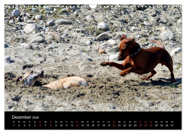 Produktbild: Deutscher Pinscher (Wandkalender 2026 DIN A3 quer), CALVENDO Monatskalender
