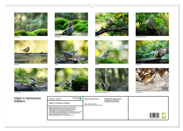 Produktbild: V&ouml;gel in heimischen W&auml;ldern (Wandkalender 2026 DIN A2 quer), CALVENDO Monatskalender