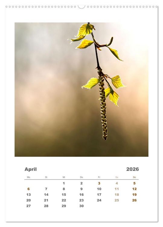 Produktbild: Minimalistisch, Gr&auml;ser, Bl&uuml;ten, Bl&auml;tter und Zweige im Fokus (Wandkalender 2026 DIN A2 hoch), CALVENDO Monatskalender