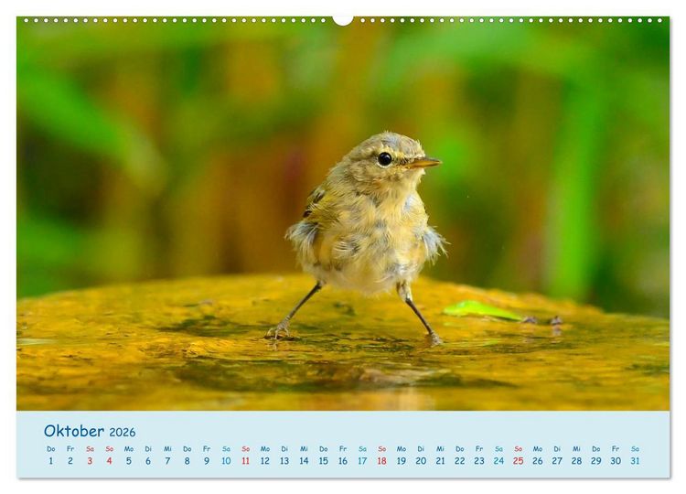 Produktbild: Sommer am Pool - Singv&ouml;gel an der Badestelle (Wandkalender 2026 DIN A2 quer), CALVENDO Monatskalender