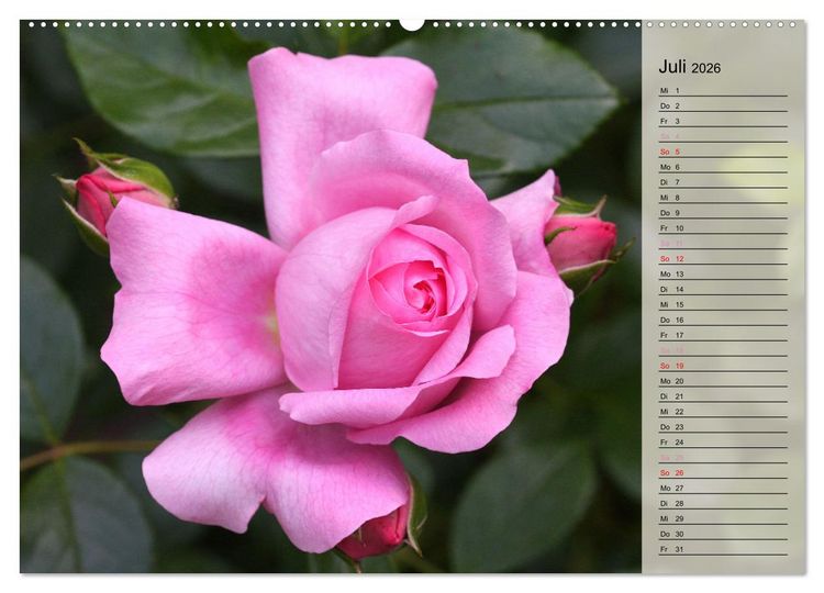 Produktbild: Rosensommer (hochwertiger Premium Wandkalender 2026 DIN A2 quer), Kunstdruck in Hochglanz