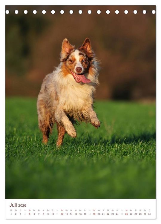 Produktbild: Australian Shepherds (Tischkalender 2026 DIN A5 hoch), CALVENDO Monatskalender