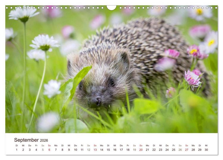 Produktbild: Igel 2026. Tierische Impressionen (Wandkalender 2026 DIN A3 quer), CALVENDO Monatskalender