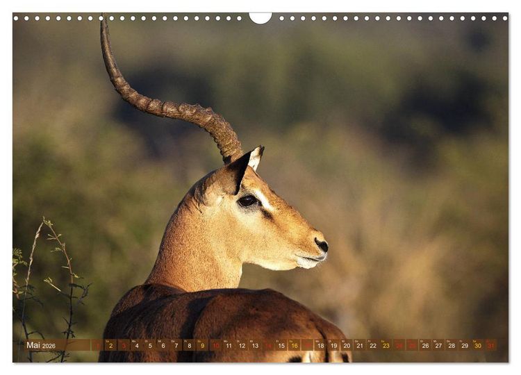 Produktbild: Wildtierparadies Afrika - Eine Foto-Reise durch die Savannen (Wandkalender 2026 DIN A3 quer), CALVENDO Monatskalender