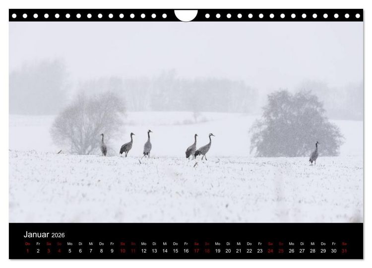 Produktbild: Naturwunder Norddeutschlands (Wandkalender 2026 DIN A4 quer), CALVENDO Monatskalender