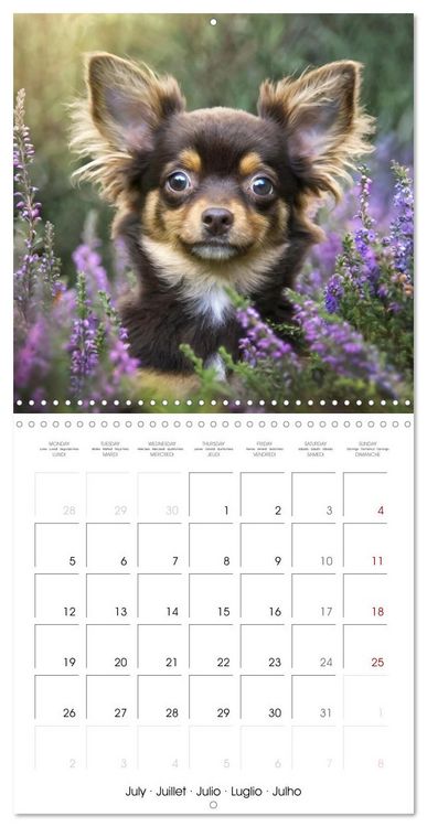 Produktbild: Chihuahuas - Companions for the Whole Year (Wall Calendar 2027 12 &times; 12 Inch) CALVENDO 12 Month Wall Calendar