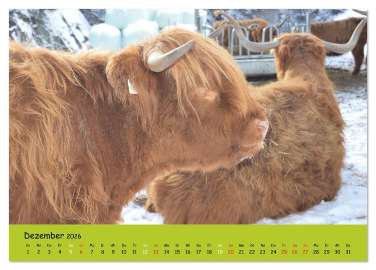 Produktbild: K&uuml;he - Sch&ouml;nheiten der Alpen (Wandkalender 2026 DIN A3 quer), CALVENDO Monatskalender