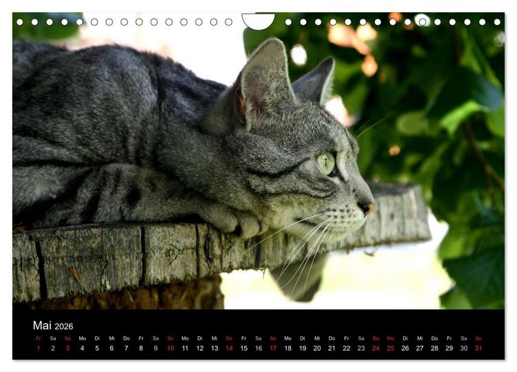 Produktbild: geliebte Katzen - auf Samtpfoten durchs Jahr (Wandkalender 2026 DIN A4 quer), CALVENDO Monatskalender