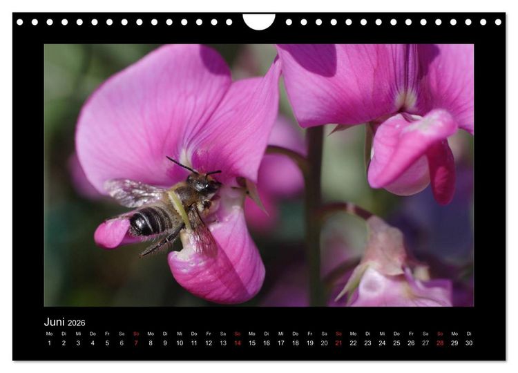 Produktbild: Die Wildbienen Deutschlands (Wandkalender 2026 DIN A4 quer), CALVENDO Monatskalender