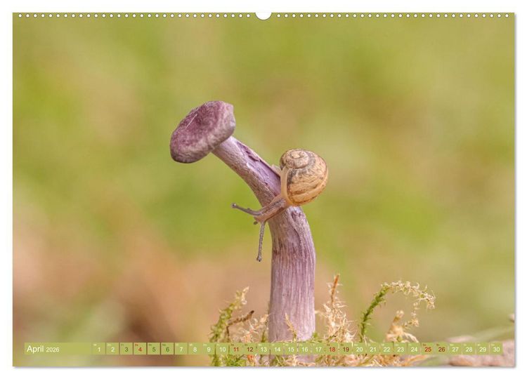 Produktbild: Wundersame Pilzwelten (hochwertiger Premium Wandkalender 2026 DIN A2 quer), Kunstdruck in Hochglanz