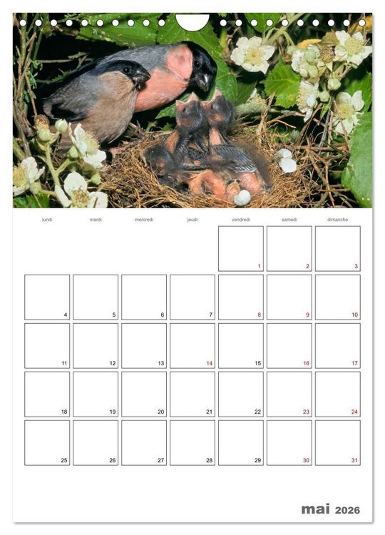 Produktbild: Les passereaux &agrave; l'or&eacute;e de la vie (Calendrier mural 2026 DIN A4 horizontal), CALVENDO calendrier mensuel