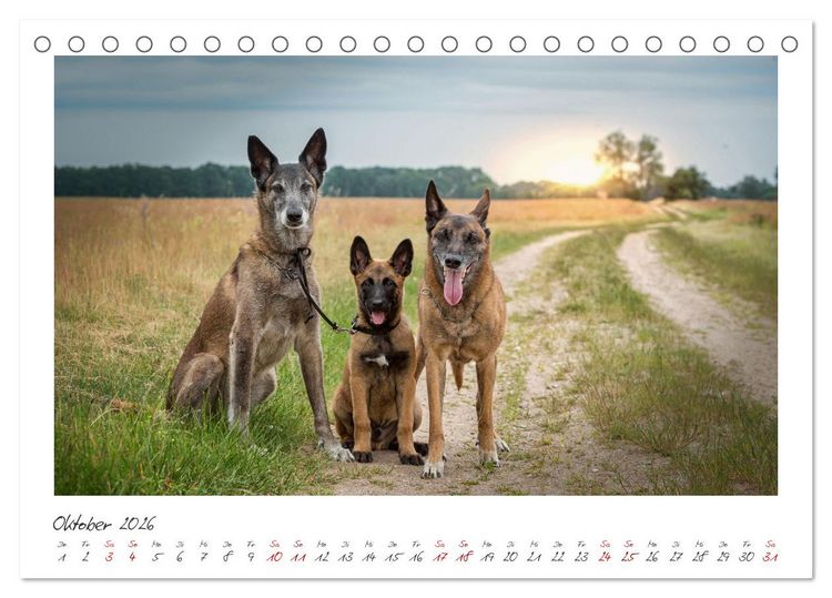 Produktbild: Traumhund Malinois (Tischkalender 2026 DIN A5 quer), CALVENDO Monatskalender