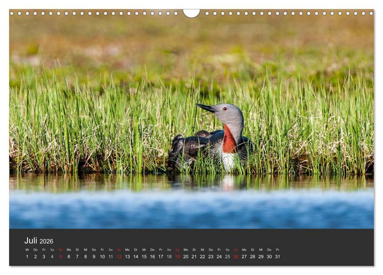 Produktbild: V&ouml;gel im Norden Europas (Wandkalender 2026 DIN A3 quer), CALVENDO Monatskalender