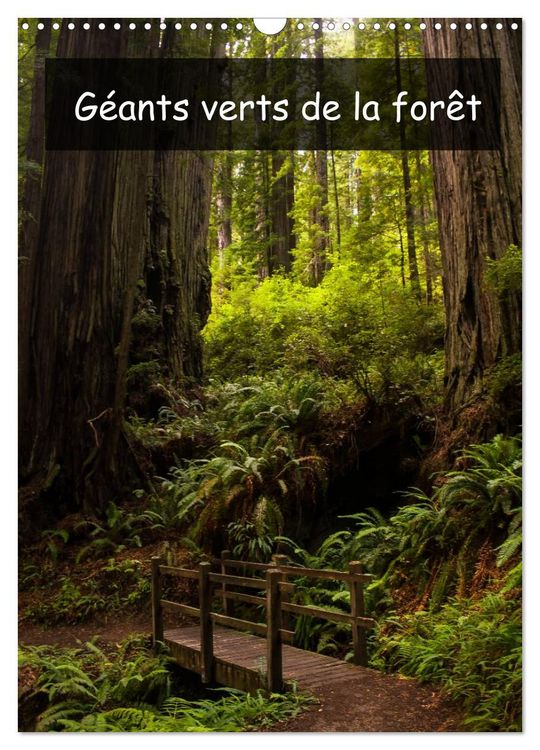 Produktbild: G&eacute;ants verts de la for&ecirc;t (Calendrier mural 2026 DIN A3 horizontal), CALVENDO calendrier mensuel