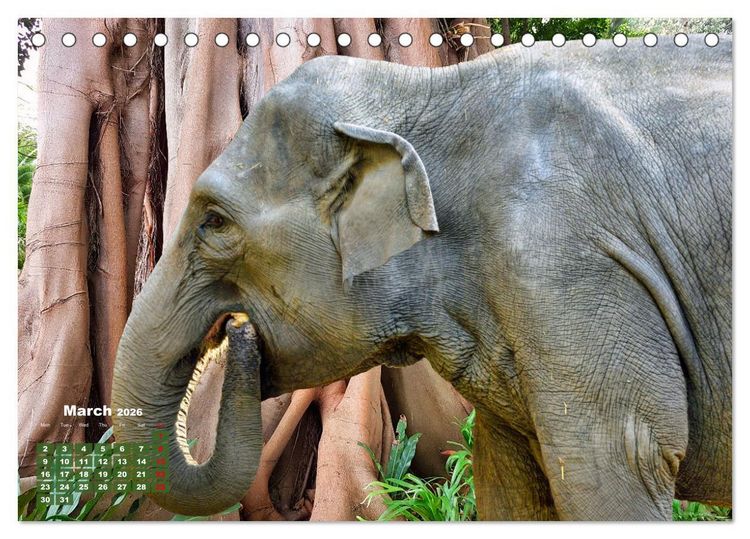 Produktbild: Gentle giants in the jungle (Desk Calendar 2026 DIN A5 landscape), CALVENDO 12 Month DeskCalendar