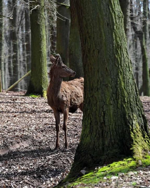 Produktbild: Schnelle Wildgerichte - Das Wild Kochbuch
