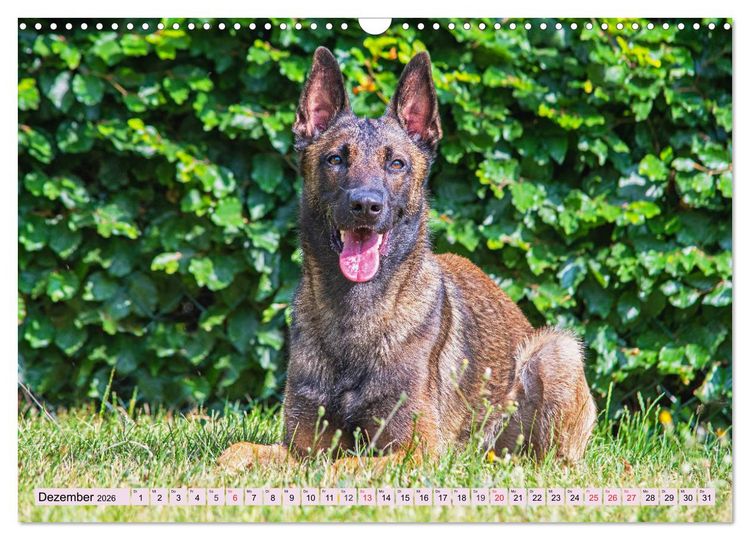 Produktbild: Freund und Besch&uuml;tzer - Der Malinois (Wandkalender 2026 DIN A3 quer), CALVENDO Monatskalender