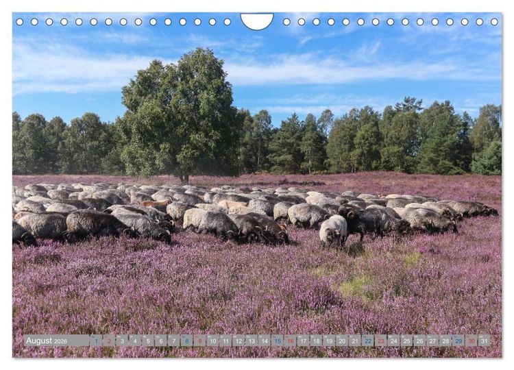 Produktbild: L&uuml;neburger Heide - Faszinierend sch&ouml;n (Wandkalender 2026 DIN A4 quer), CALVENDO Monatskalender