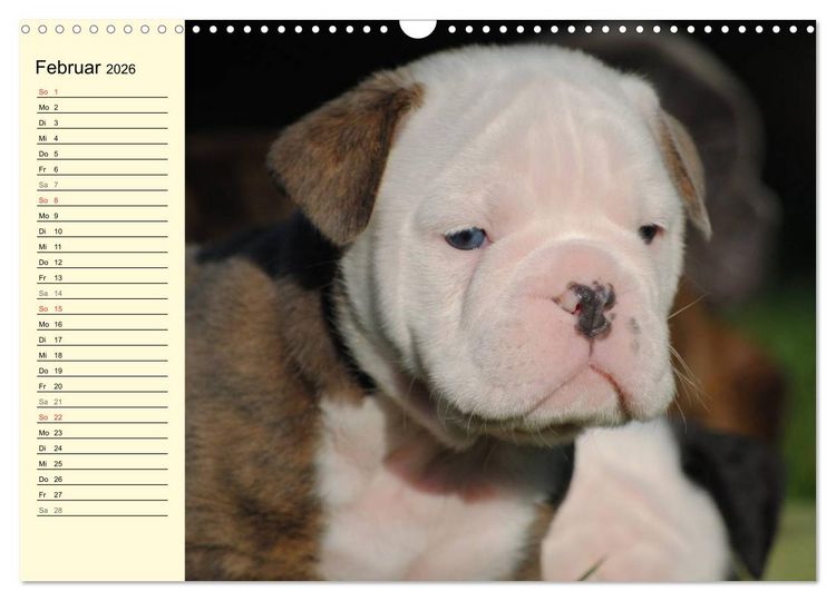 Produktbild: Bulldoggen-Moppelchen (Wandkalender 2026 DIN A3 quer), CALVENDO Monatskalender