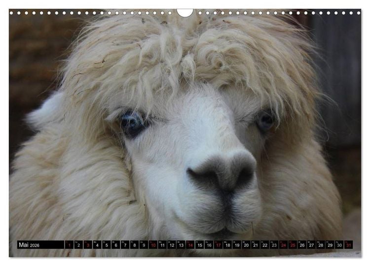 Produktbild: Alpakas und Lamas (Wandkalender 2026 DIN A3 quer), CALVENDO Monatskalender