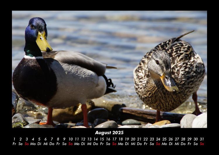 Produktbild: Enten 2025 Fotokalender DIN A3
