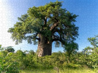 Produktbild: CALVENDO Puzzle Ein Baobabbaum mit pr&auml;chtiger Krone | 1000 Teile Lege-Gr&ouml;&szlig;e 64x48cm Foto-Puzzle f&uuml;r gl&uuml;ckliche Stunden