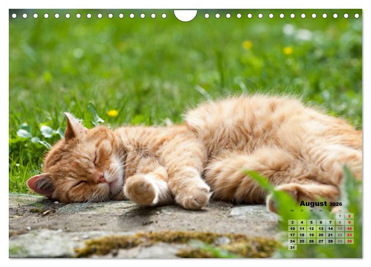 Produktbild: Katzen im Gr&uuml;nen (Wandkalender 2026 DIN A4 quer), CALVENDO Monatskalender