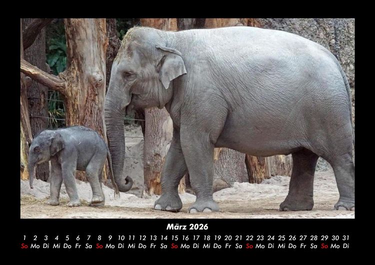 Produktbild: Elefanten - Die sanften Riesen Afrikas 2026 Fotokalender DIN A3