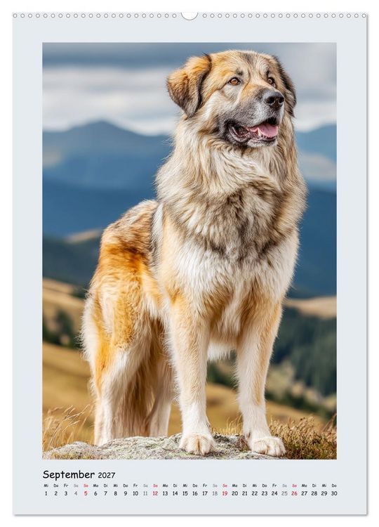 Produktbild: Der Karakatschan. Furchtlose und treue H&uuml;ter der Herden (hochwertiger Premium Wandkalender 2027 DIN A2 hoch), Kunstdruck in Hochglanz