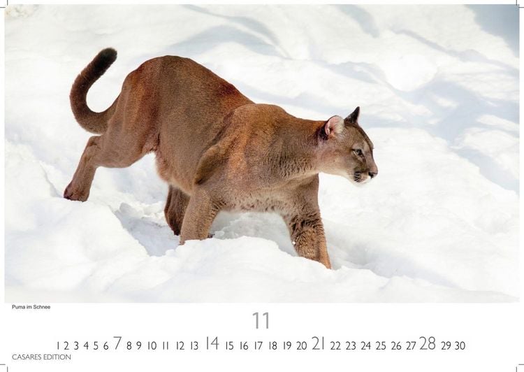 Produktbild: Big Cats Kalender 2027 &ndash; Wandkalender | Fotokalender Tierkalender 35x50cm &ndash; Wundersch&ouml;ner Gro&szlig;katzen-. mit beeindruckenden Fotos von Tiger| L&ouml;wen | Jaguar | Gepard | Luchs | Puma.