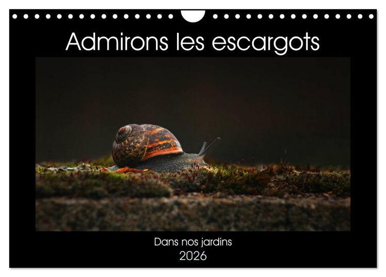 Produktbild: Admirons les escargots (Calendrier mural 2026 DIN A4 vertical), CALVENDO calendrier mensuel