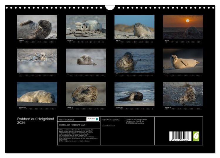 Produktbild: Robben auf Helgoland 2026 (Wandkalender 2026 DIN A3 quer), CALVENDO Monatskalender