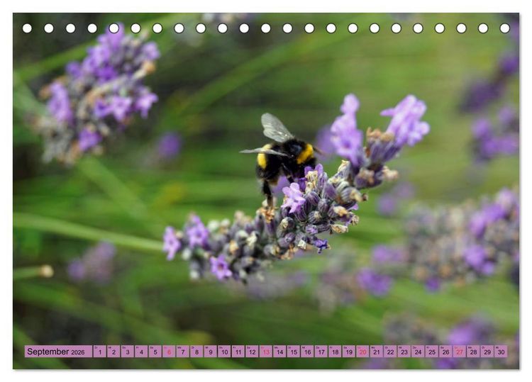 Produktbild: Farbzauber Lavendel (Tischkalender 2026 DIN A5 quer), CALVENDO Monatskalender