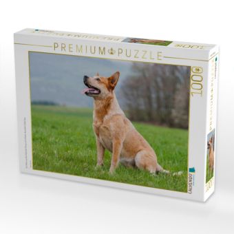 Produktbild: CALVENDO Puzzle Ein Motiv aus dem Kalender Power auf 4 Pfoten. Australian Cattle Dog | 1000 Teile Lege-Gr&ouml;&szlig;e 64x48cm Foto-Puzzle f&uuml;r gl&uuml;ckliche Stunden