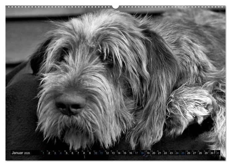 Produktbild: Carissimo Spinone Italiano (hochwertiger Premium Wandkalender 2026 DIN A2 quer), Kunstdruck in Hochglanz